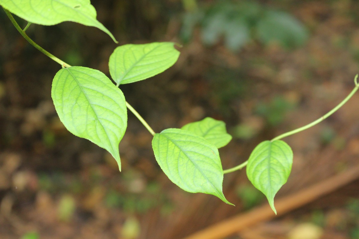 Celastrus paniculatus Willd.